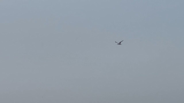 Sterna di Rueppell - ML650415980