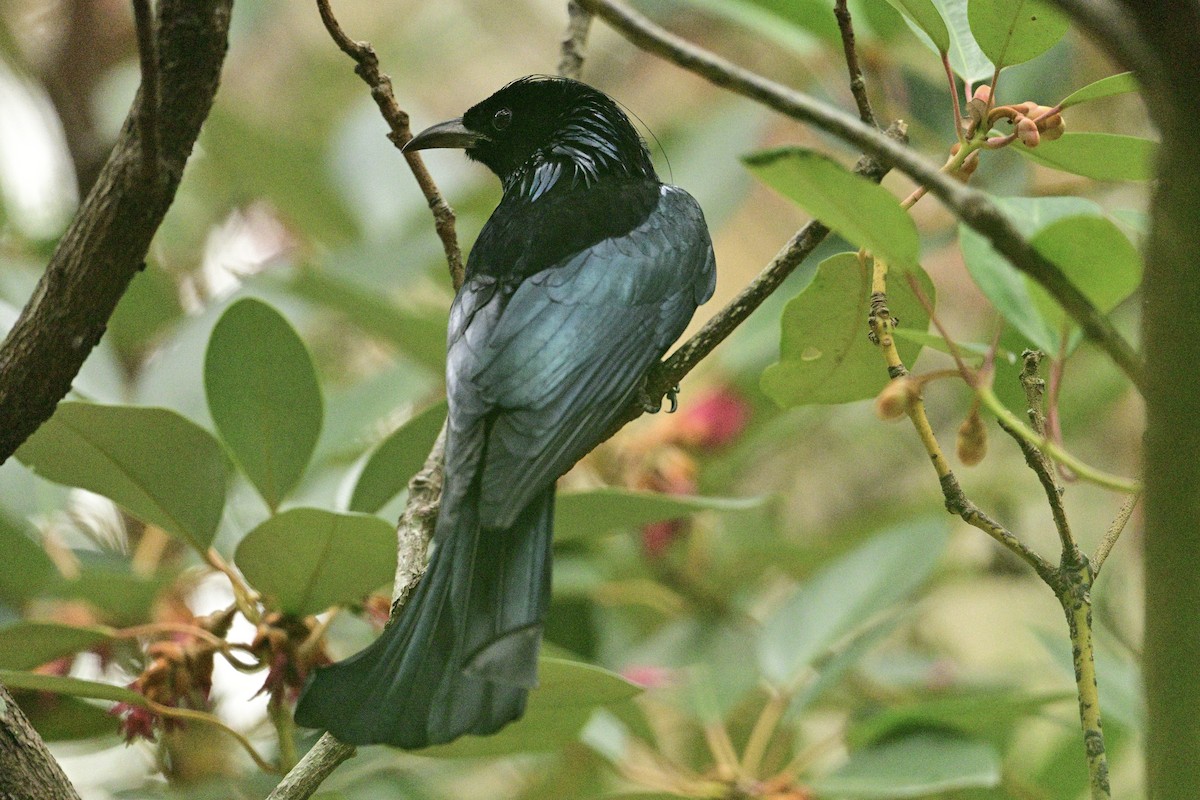 Hair-crested Drongo - ML650415999