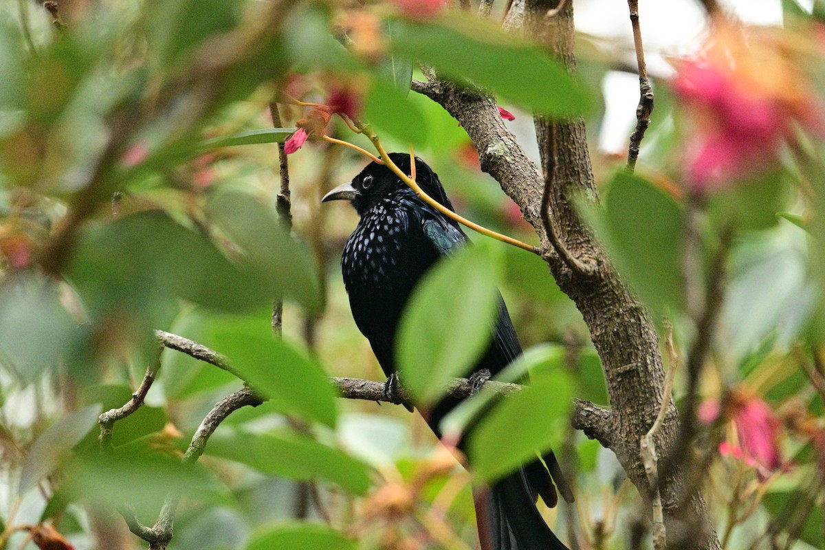 Hair-crested Drongo - ML650416001