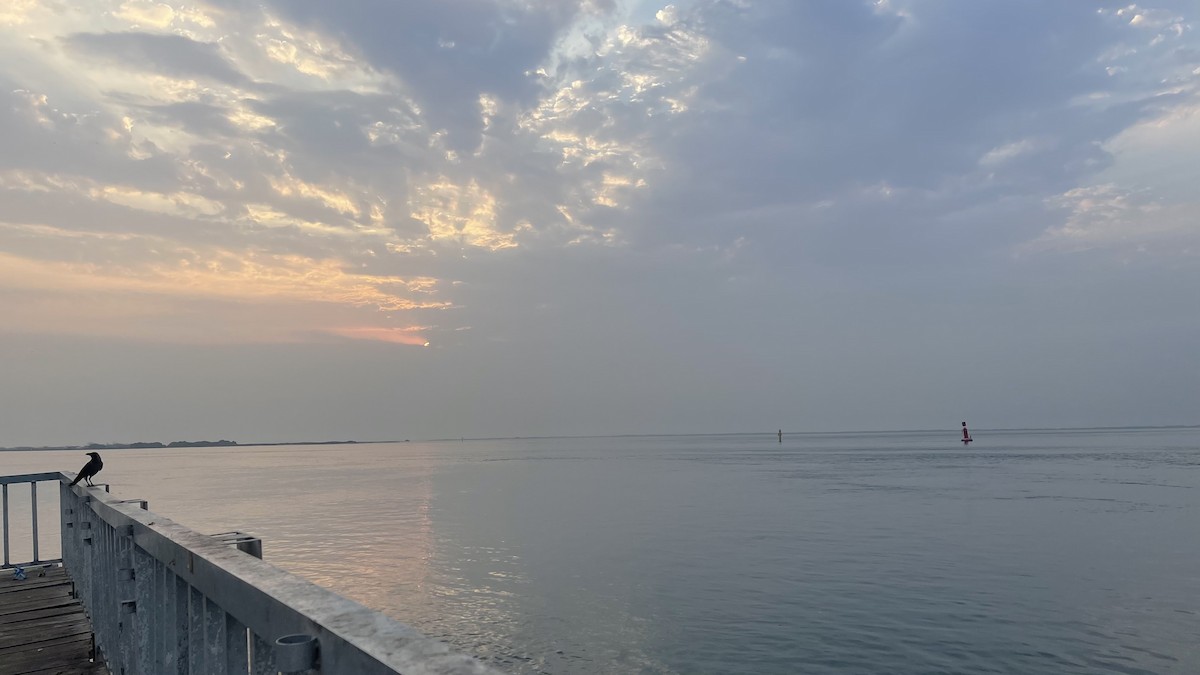 House Crow - ML650416027