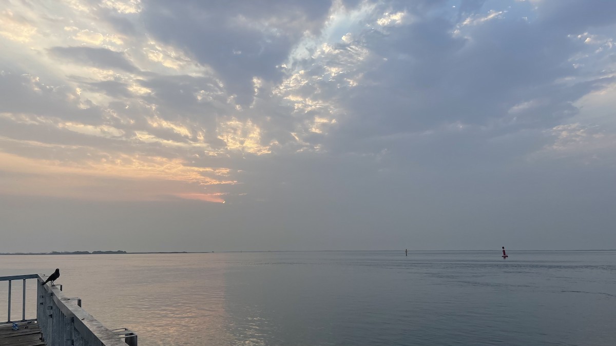 House Crow - ML650416028