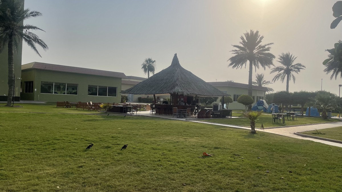 Common Myna - ML650416082