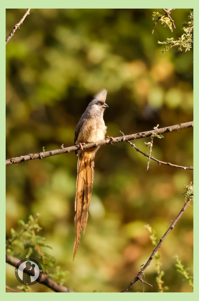 Coliou rayé - ML650416097