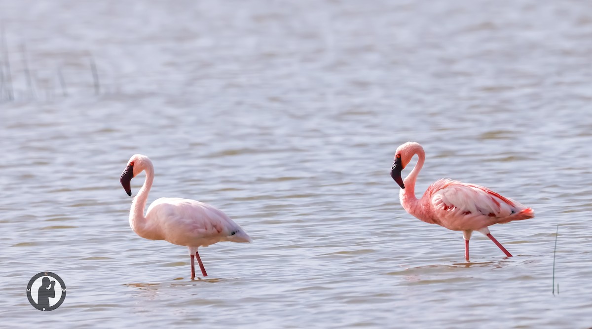 plameňák malý - ML650416494