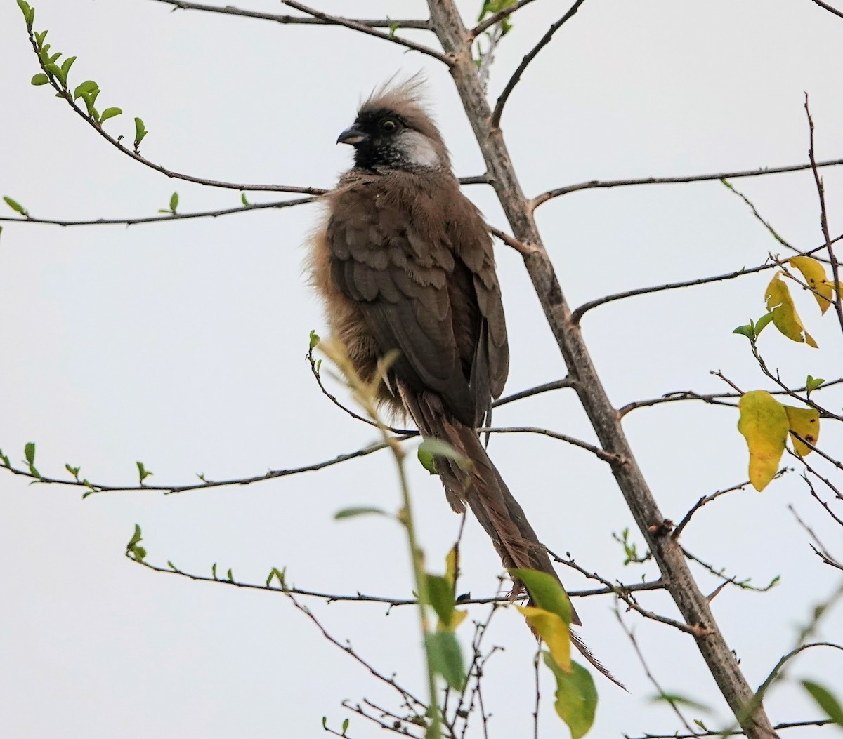 Coliou rayé - ML650416701
