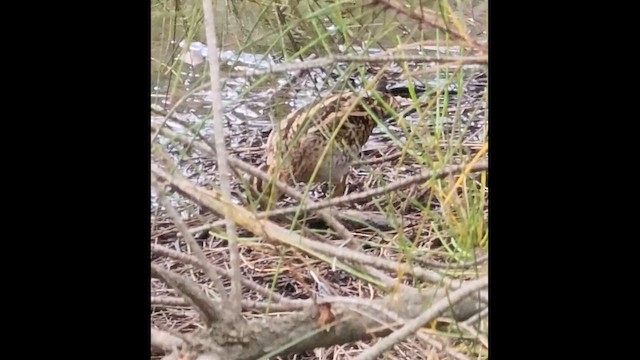 Баранець японський - ML650416871