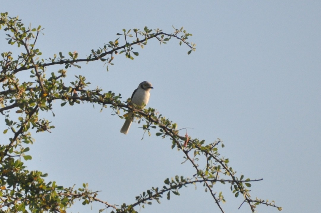 White-crested Helmetshrike - ML650417199