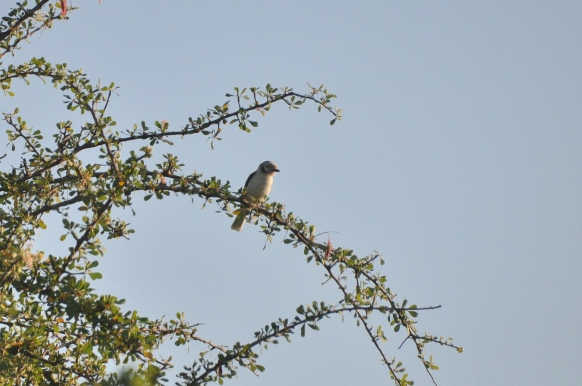 White-crested Helmetshrike - ML650417216