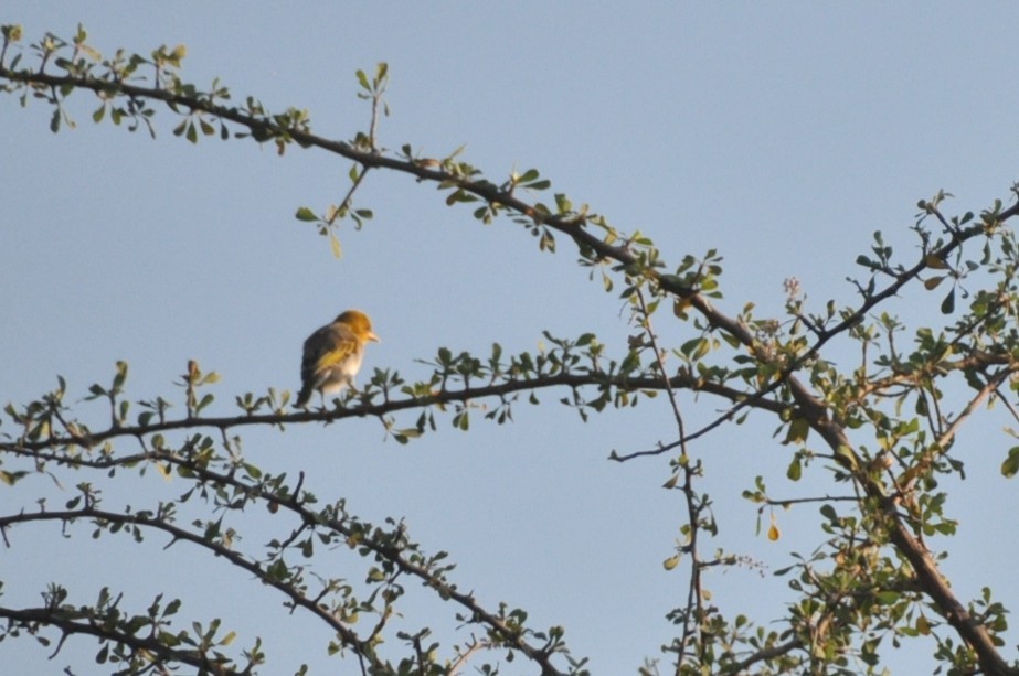 Red-headed Weaver - ML650417262