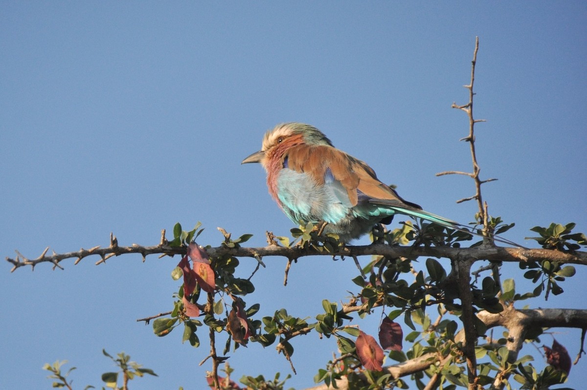 Lilac-breasted Roller - ML650417269
