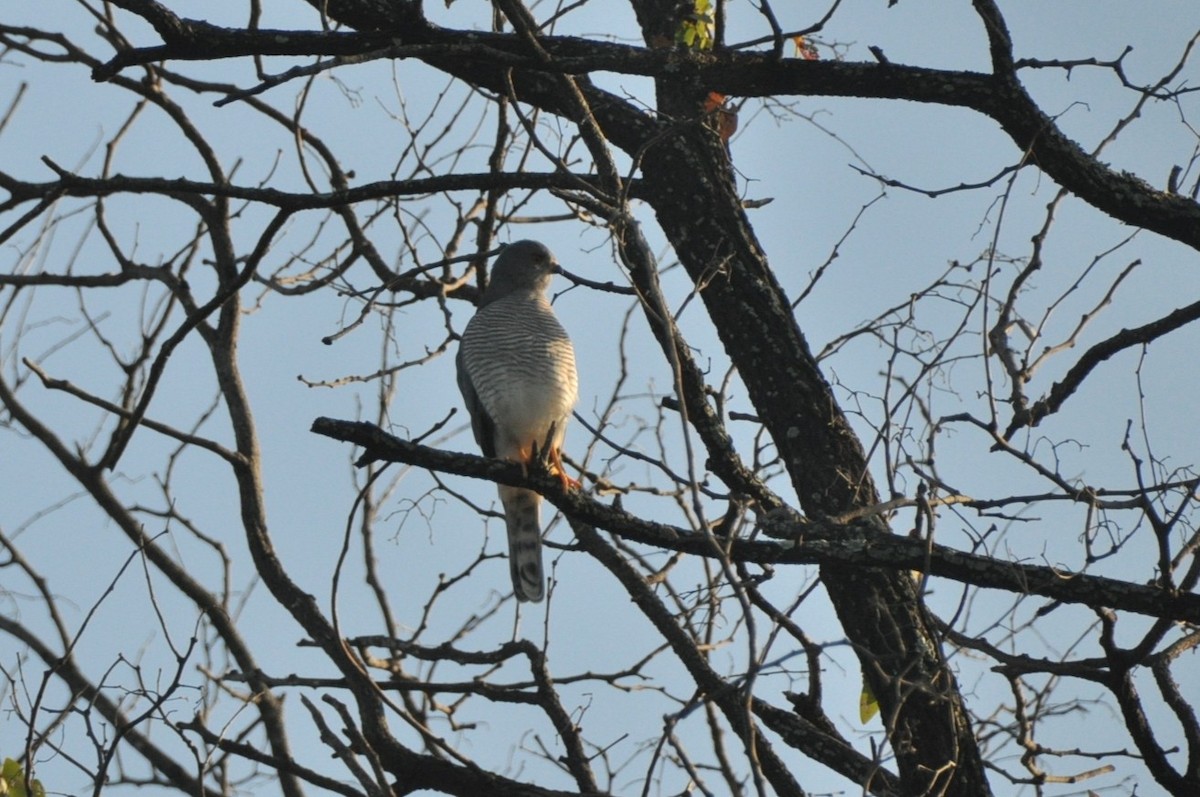Shikra - ML650417302