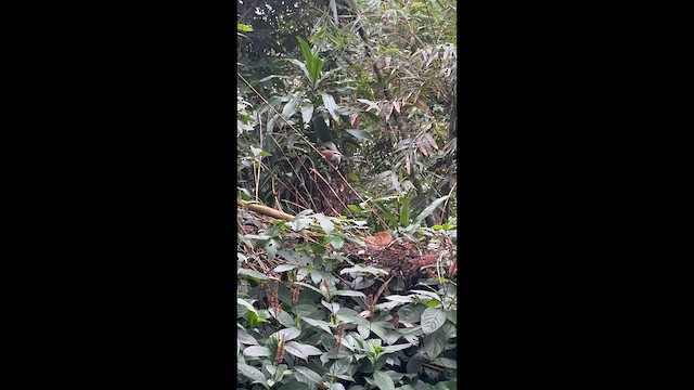 Taiwan Scimitar-Babbler - ML650417308