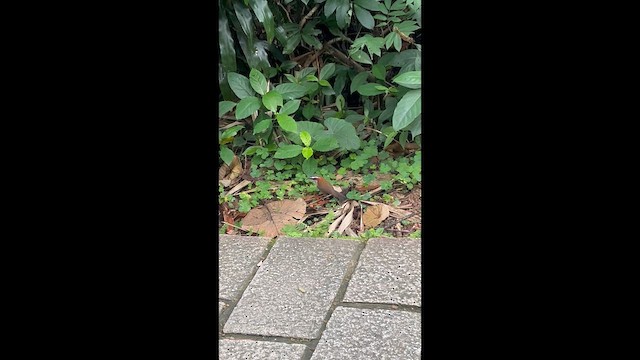 Taiwan Scimitar-Babbler - ML650417309