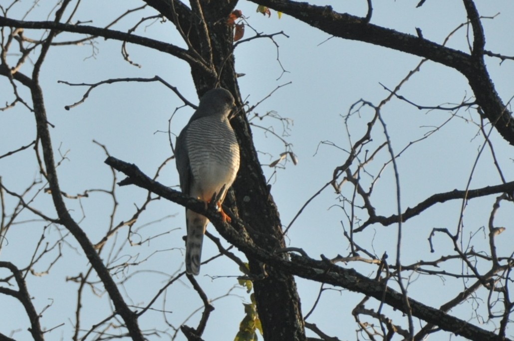 Shikra - ML650417348