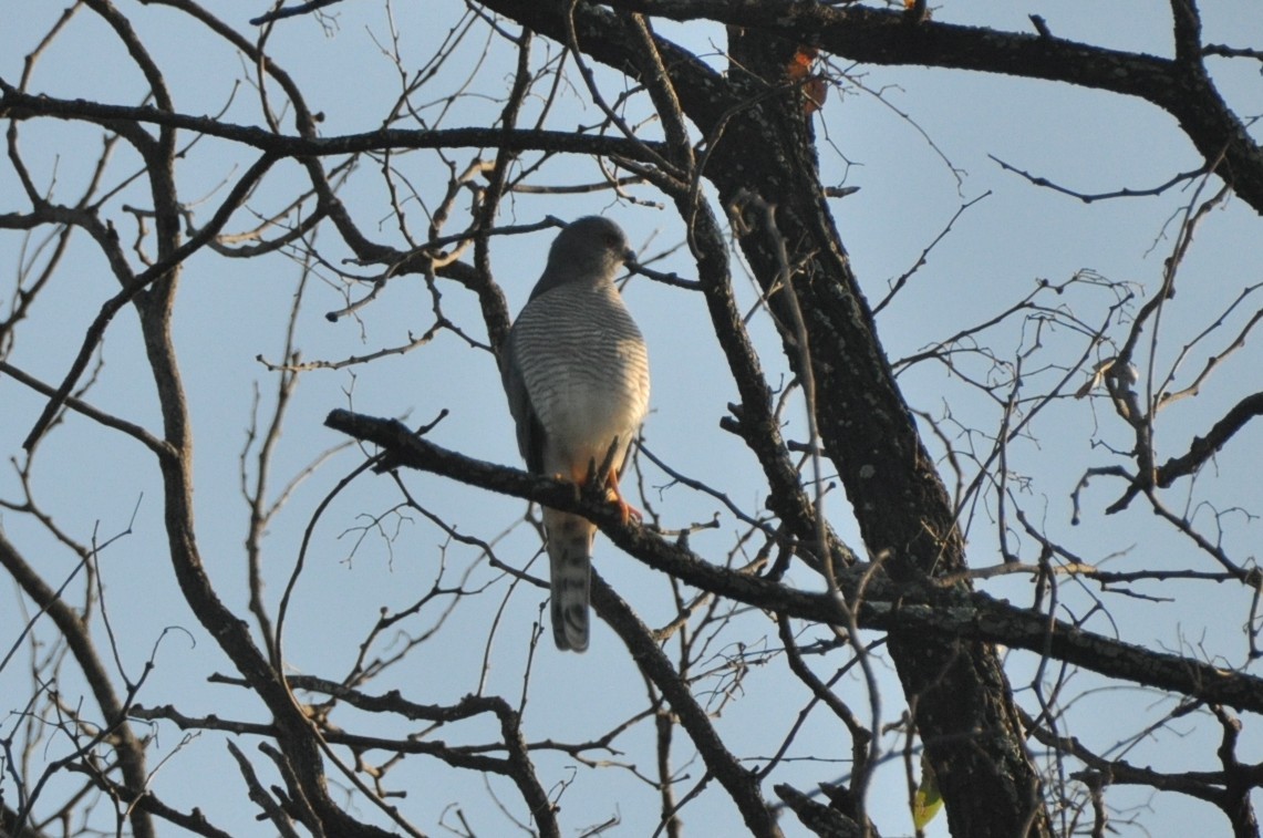 Shikra - ML650417356
