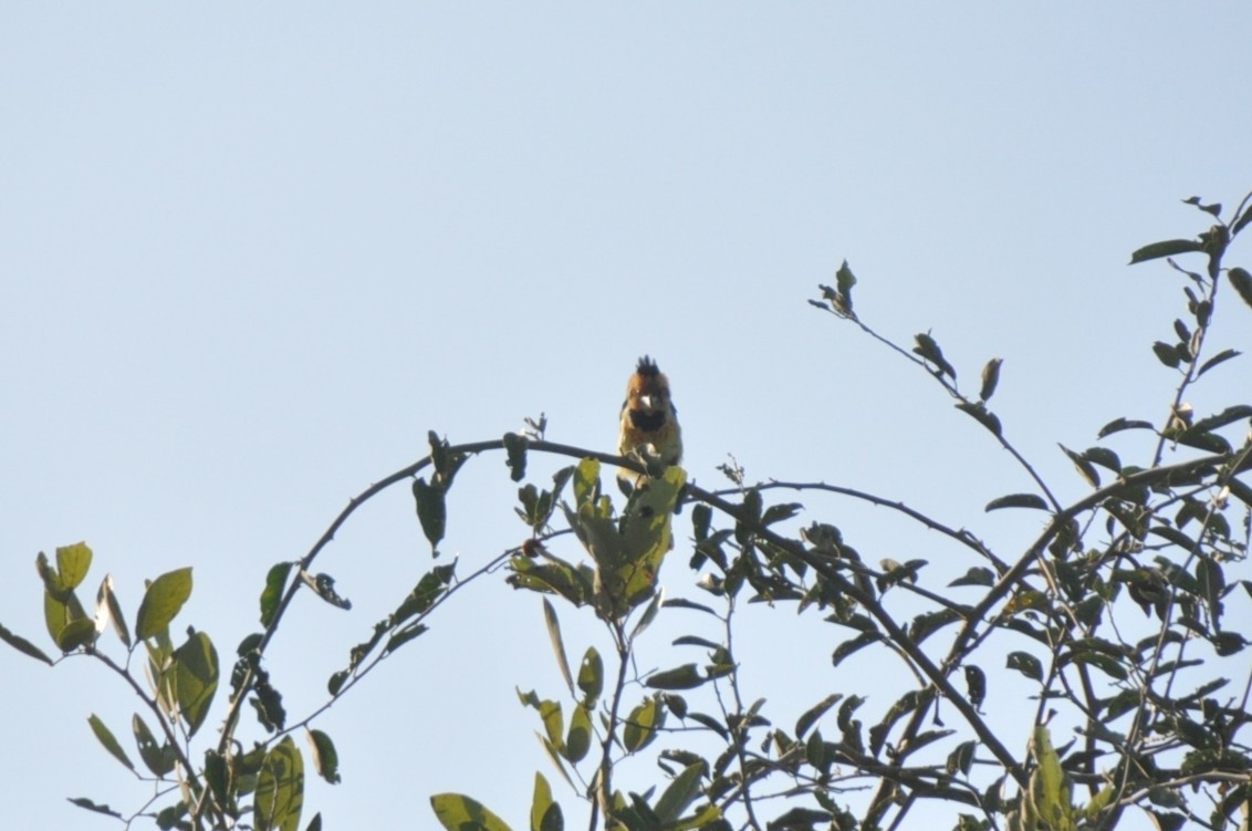 Crested Barbet - ML650417380
