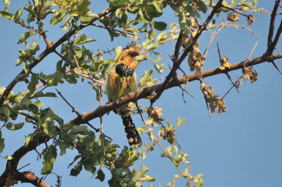 Crested Barbet - ML650417456