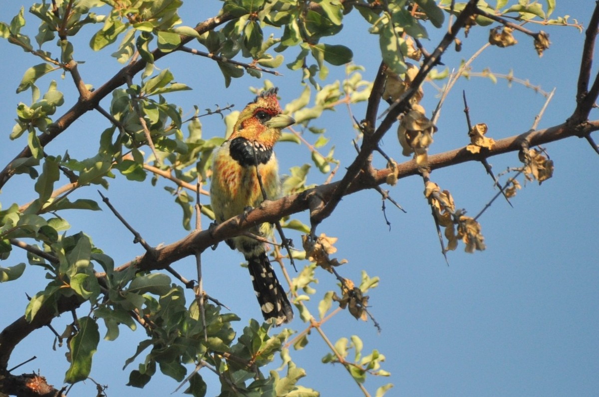 Crested Barbet - ML650417463