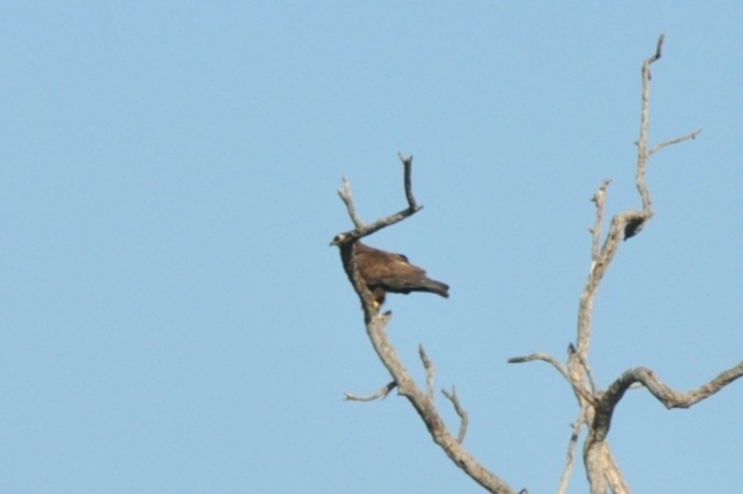 Wahlberg's Eagle - ML650417494