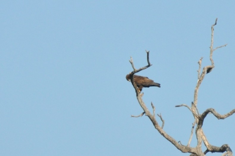 Wahlberg's Eagle - ML650417505