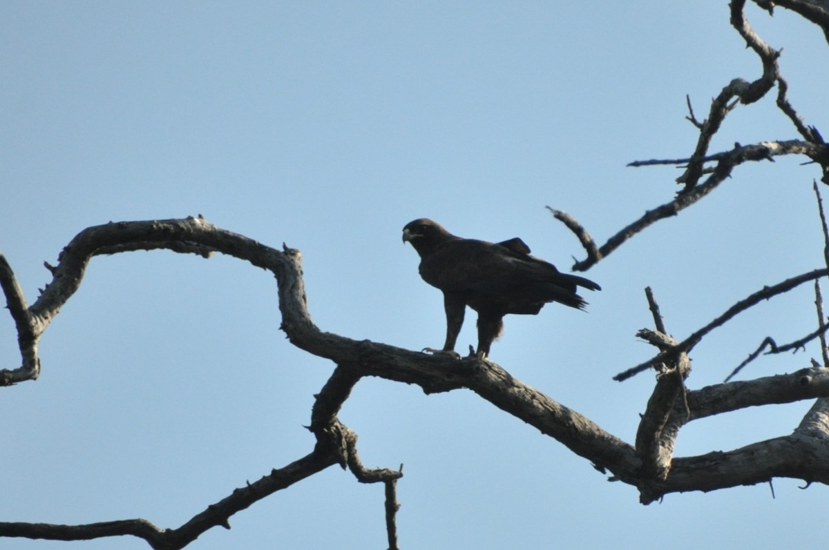 Wahlberg's Eagle - ML650417520