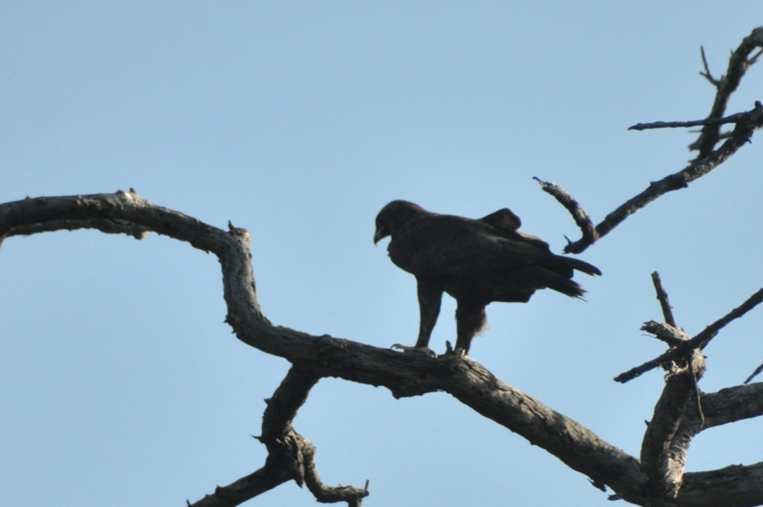 Wahlberg's Eagle - ML650417534