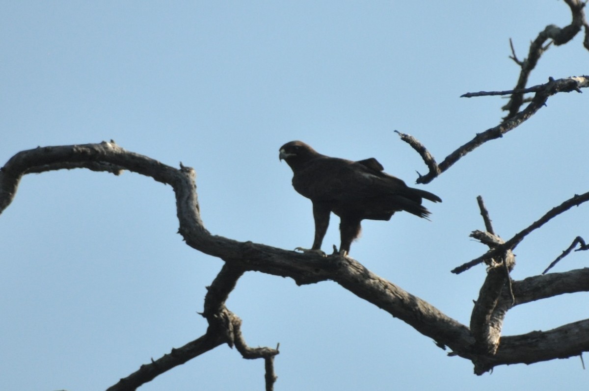 Wahlberg's Eagle - ML650417543