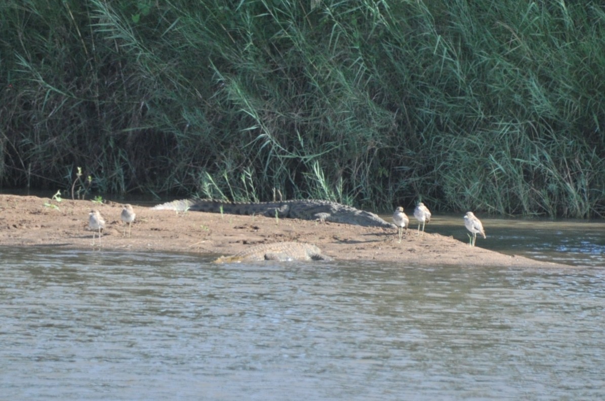 Water Thick-knee - ML650417594