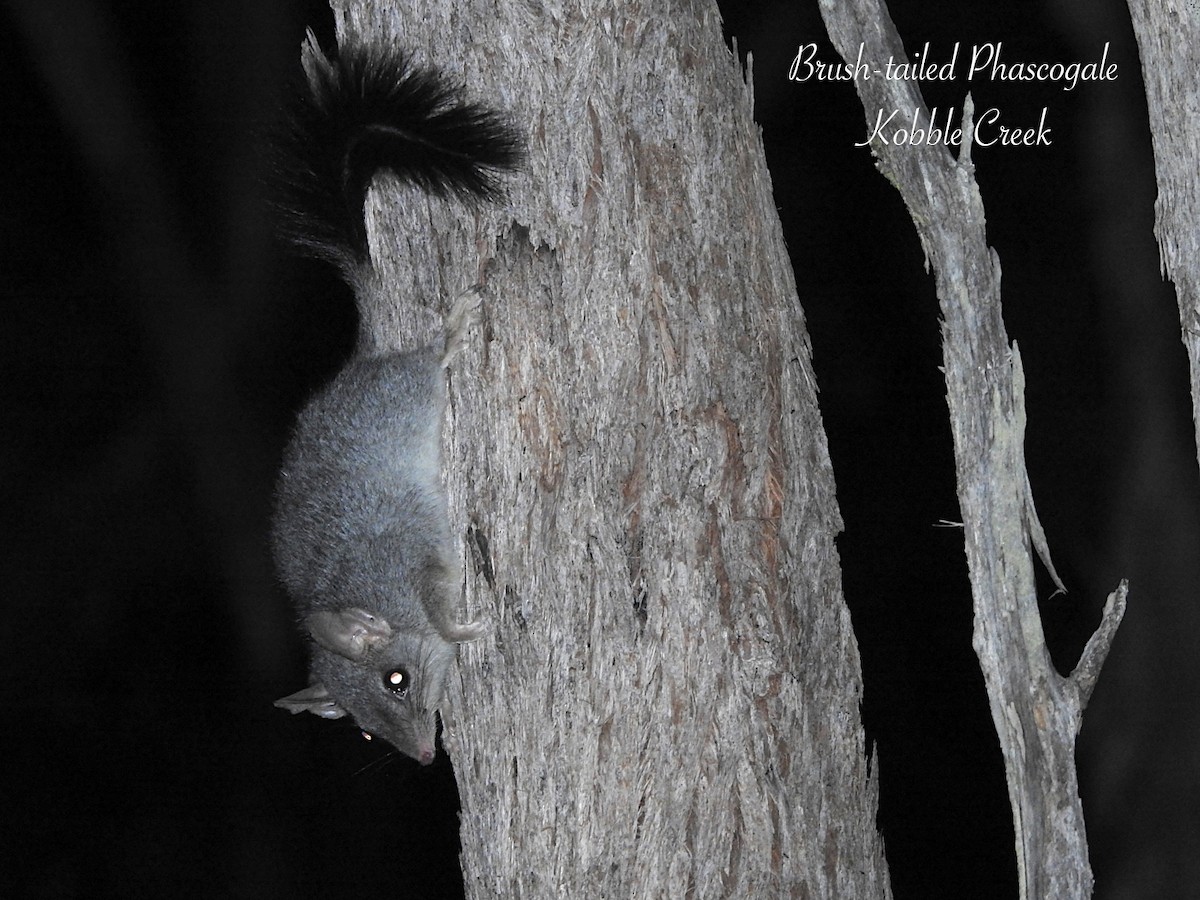 Brush-tailed Phascogale - ML650417612