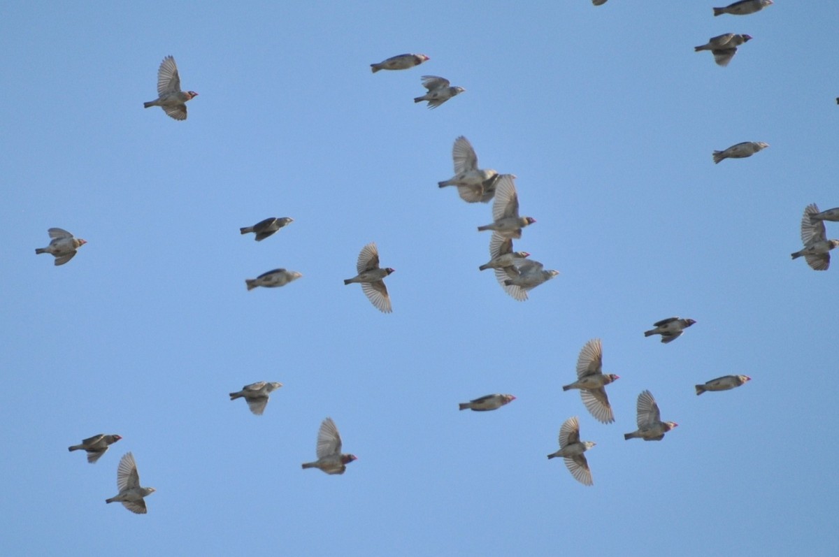 Red-billed Quelea - ML650417653