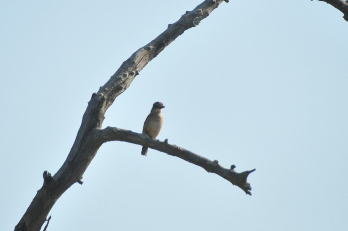 Brown-hooded Kingfisher - ML650417682