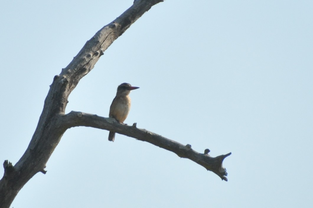 Brown-hooded Kingfisher - ML650417697