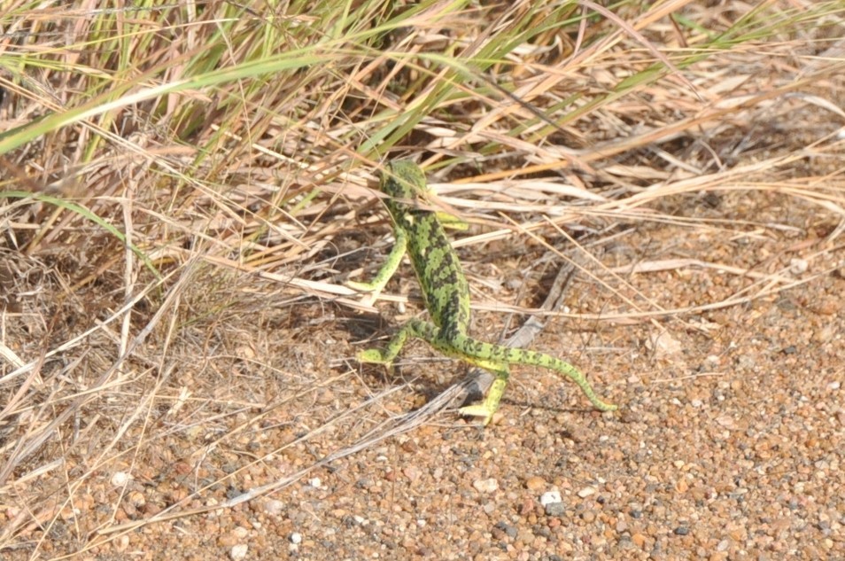 Flap-necked Chameleon - ML650417749