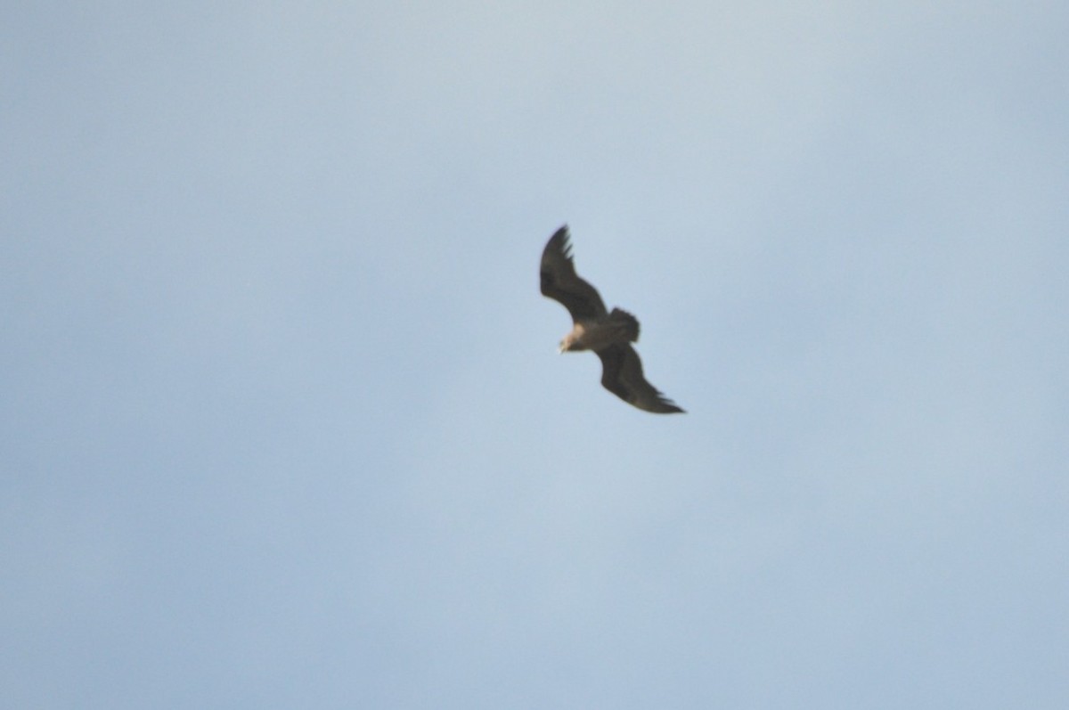 Bateleur - ML650417768
