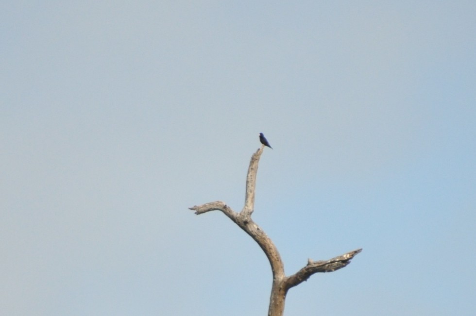Dusky Indigobird - ML650417793
