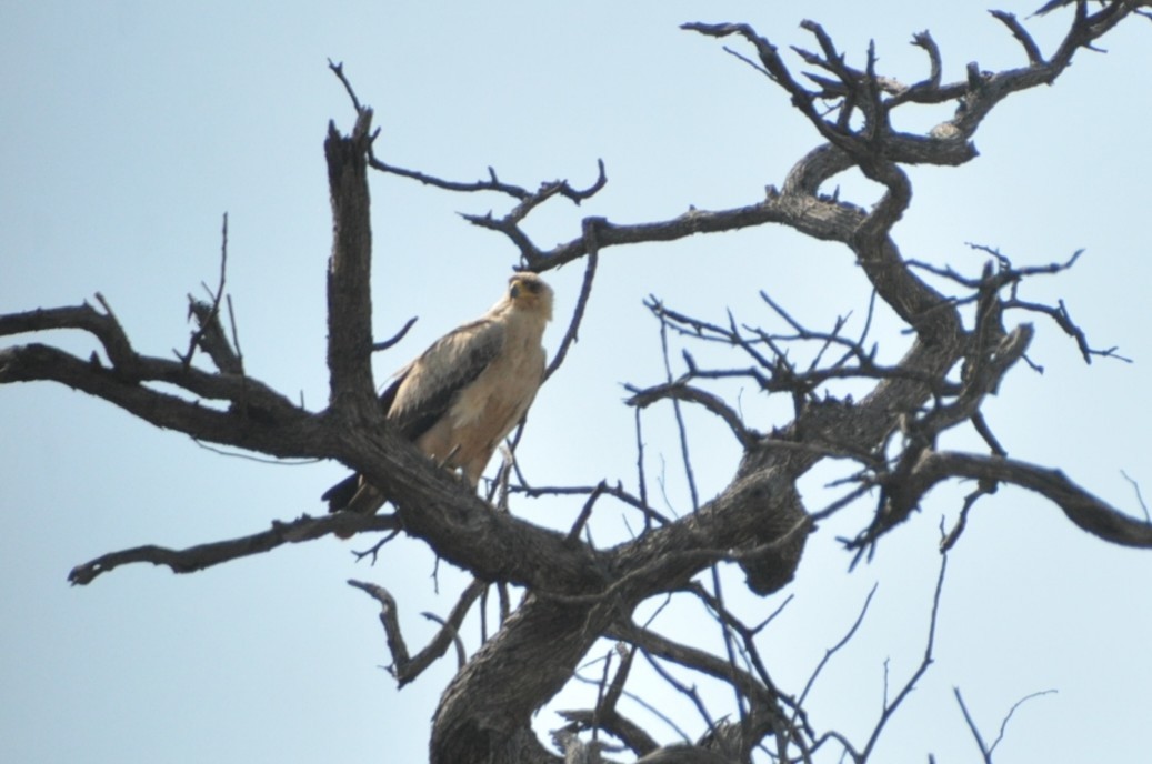 Tawny Eagle - ML650417824