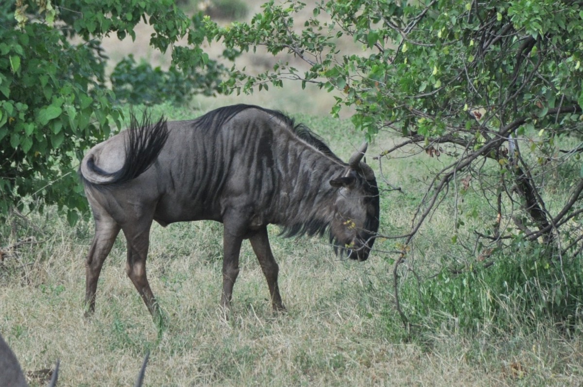 Blue Wildebeest - ML650417841