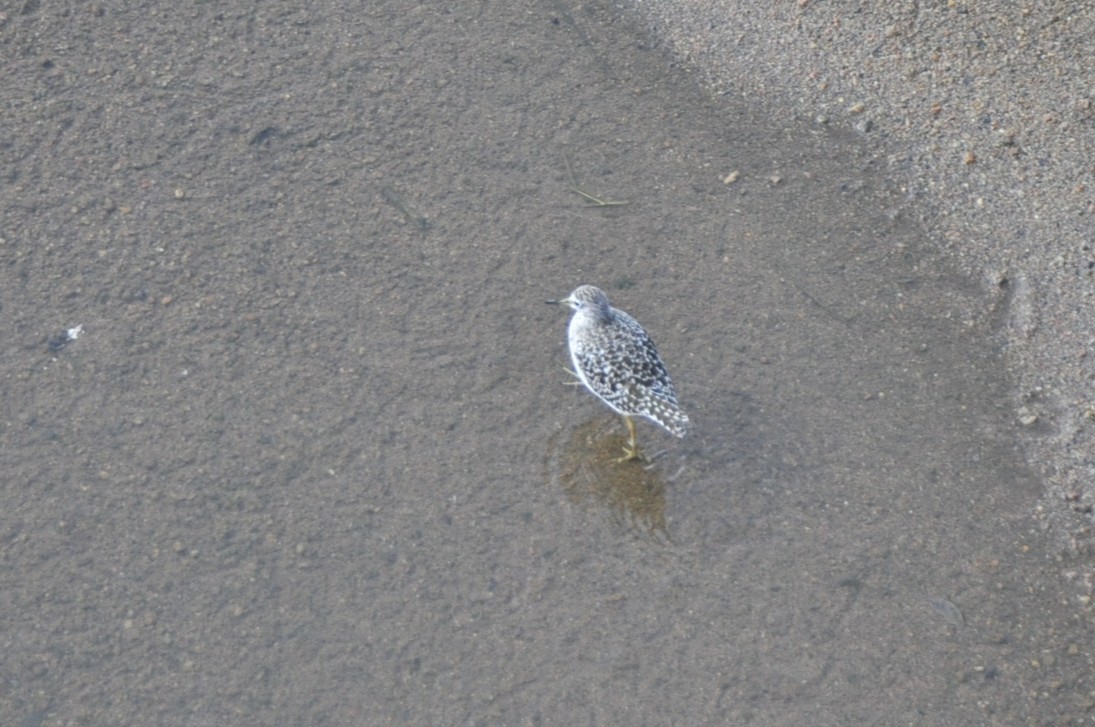 Wood Sandpiper - ML650417882