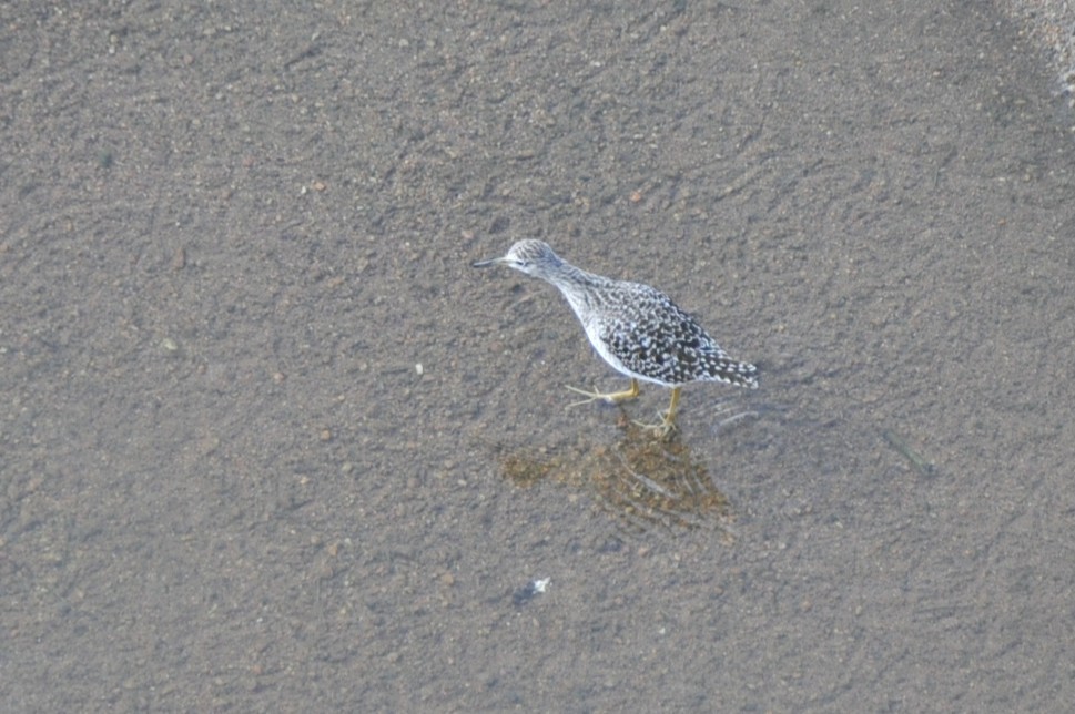 Wood Sandpiper - ML650418034