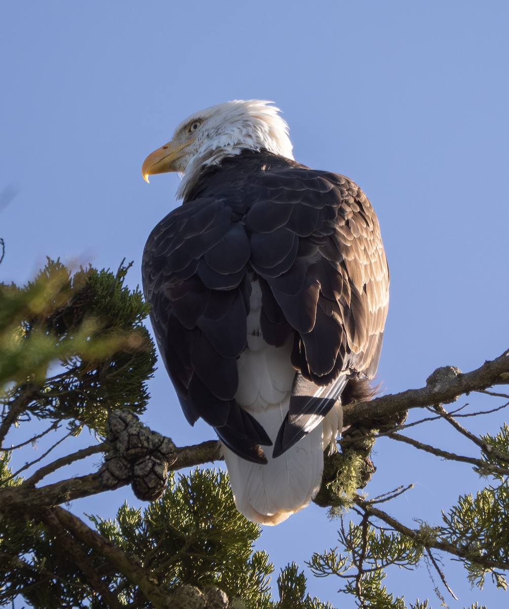 Itsas arrano buruzuria - ML650418064