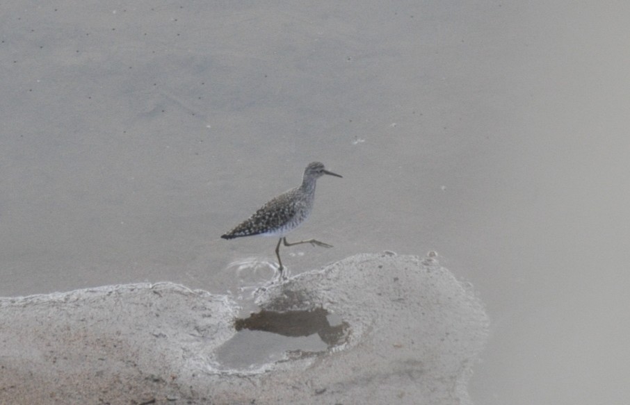 Wood Sandpiper - ML650418095