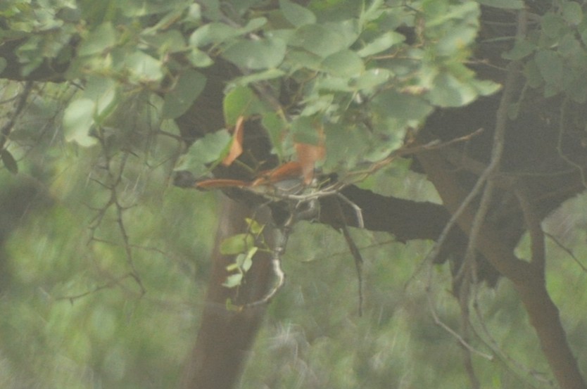 African Paradise-Flycatcher - ML650418162