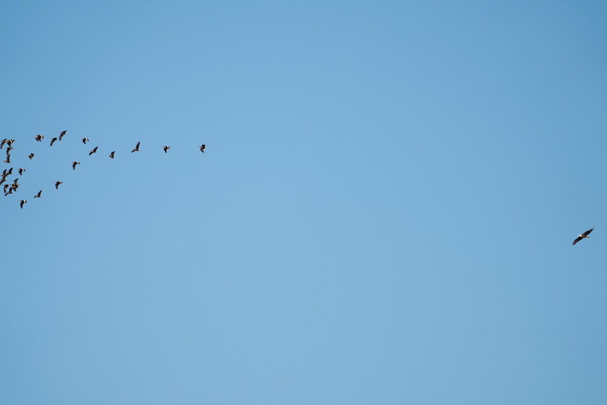 Itsas arrano buruzuria - ML650418197