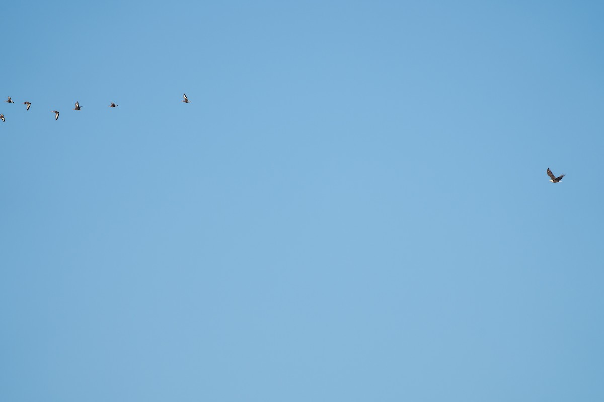 Itsas arrano buruzuria - ML650418198