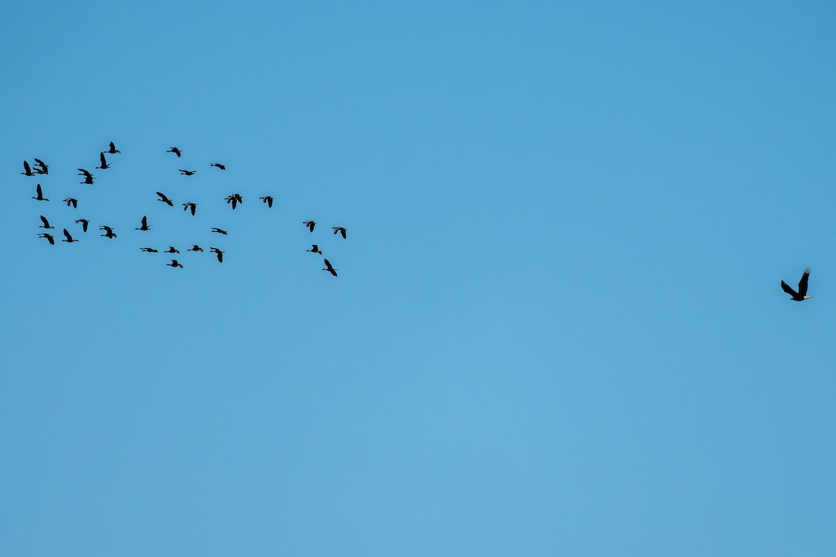 Itsas arrano buruzuria - ML650418199