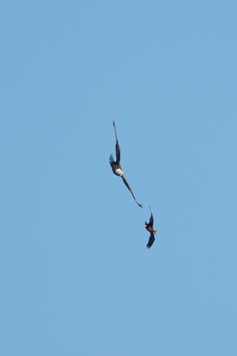 Itsas arrano buruzuria - ML650418202