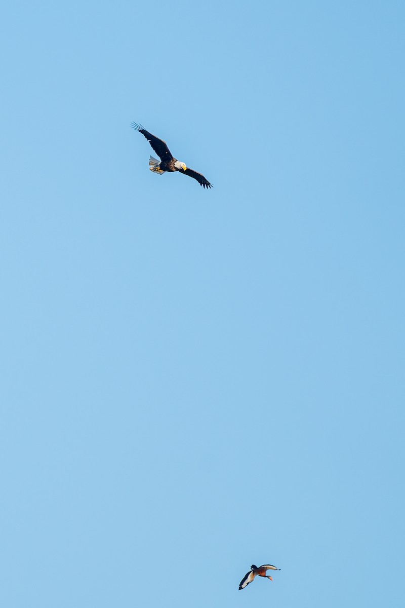 Itsas arrano buruzuria - ML650418206