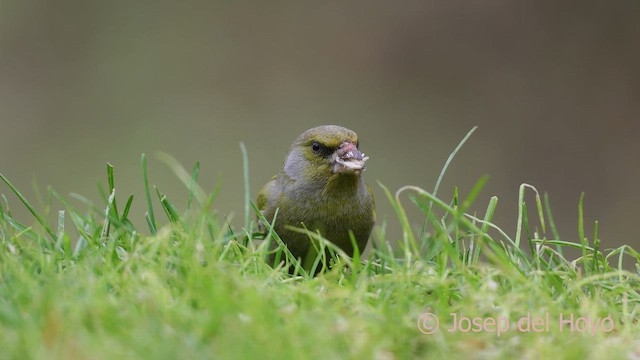 European Greenfinch - ML650418274