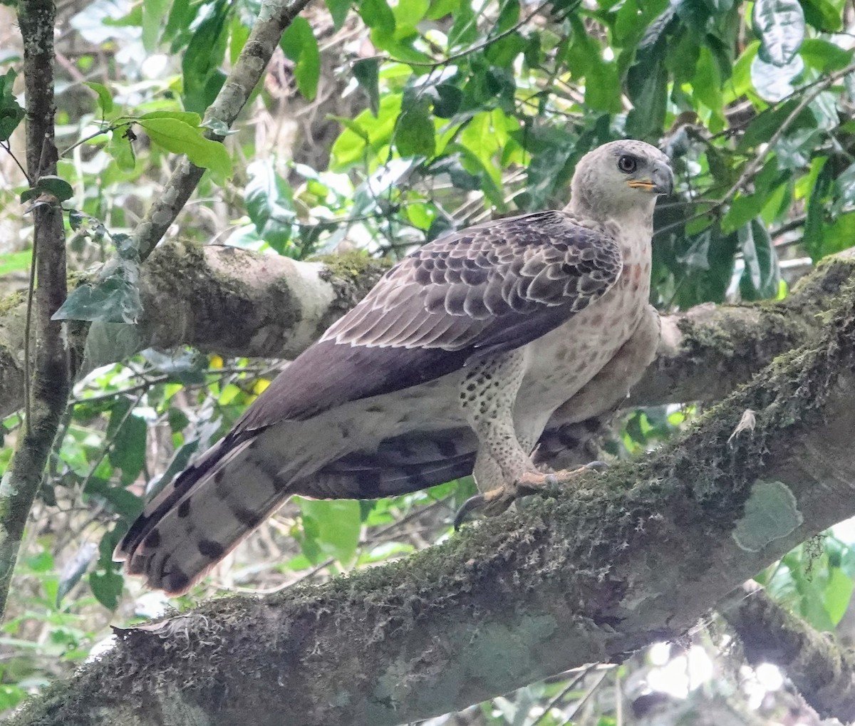 カンムリクマタカ - ML650418367