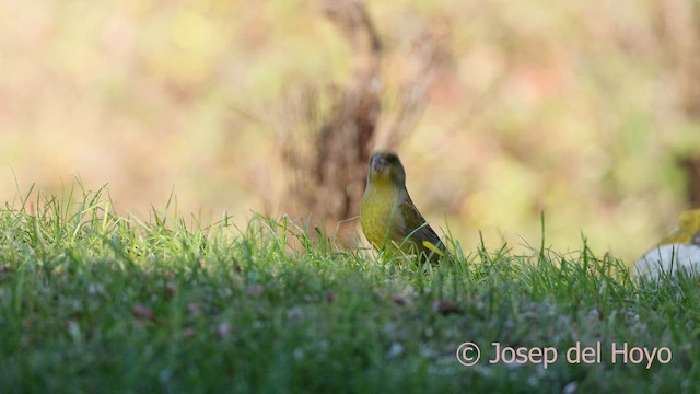 European Greenfinch - ML650418438